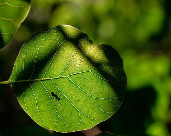 Koolzuurgas CO2