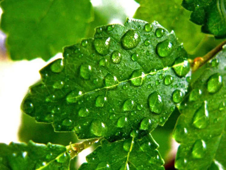 Planten spuiten